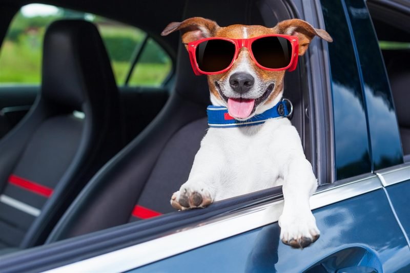 Pet Hair Removal — BlissClean Mobile Detail Atlanta